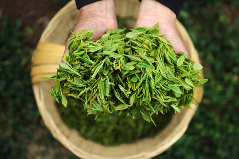 如何娱乐软件春茶? 如何娱乐软件春茶?