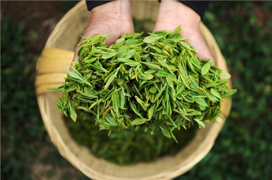 如何娱乐软件春茶? 如何娱乐软件春茶?