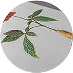 压纹 压纹